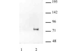 HA Tag mAb tested by IP / Western blot. (HA-Tag Antikörper)