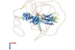 KCNH2 Protein (AA 1-1162) (His tag)