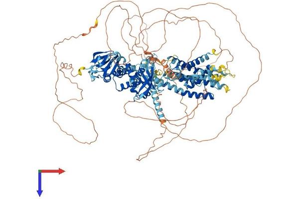KCNH2 Protein (AA 1-1162) (His tag)
