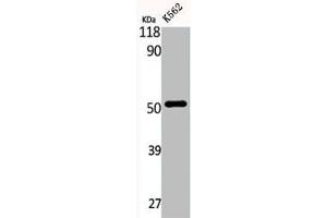 EIF2B3 Antikörper  (Internal Region)