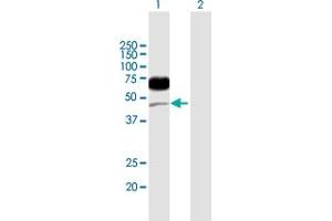 Western Blot analysis of CD96 expression in transfected 293T cell line by CD96 MaxPab polyclonal antibody. (CD96 Antikörper  (AA 1-402))