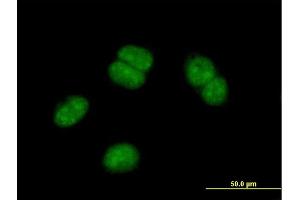 Immunofluorescence of purified MaxPab antibody to OBFC2B on HeLa cell.