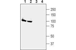Western Blotting (WB) image for anti-ATPase, Na+/K+ Transporting, alpha 2 Polypeptide (ATP1A2) (AA 7-19), (Intracellular) antibody (ABIN7042961)