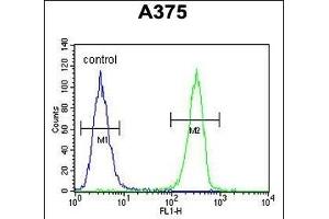 HOXA9 Antibody (C-term) (ABIN653066 and ABIN2842667) flow cytometric analysis of  cells (right histogram) compared to a negative control cell (left histogram).