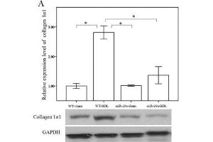 Western Blotting (WB) image for anti-Glyceraldehyde-3-Phosphate Dehydrogenase (GAPDH) antibody (ABIN2857072)