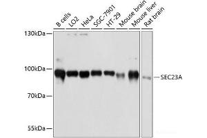 Western blot analysis of extracts of various cell lines using SEC23A Polyclonal Antibody at dilution of 1:3000. (SEC23A Antikörper)