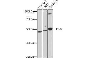 Western blot analysis of extracts of various cell lines, using PIGU Rabbit pAb (ABIN7269291) at 1:1000 dilution. (PIGU Antikörper)