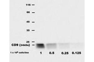 Western Blotting (WB) image for anti-CD9 (CD9) antibody (ABIN614777) (CD9 Antikörper)