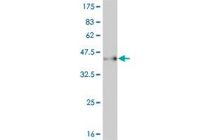 Western Blot detection against Immunogen (37. (PAX7 Antikörper  (AA 411-520))