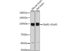 Western blot analysis of extracts of various cell lines, using GluR2+GluR3 antibody (ABIN3016609, ABIN3016610, ABIN3016611, ABIN1678821 and ABIN1678822) at 1:1000 dilution. (mGluR2/3 Antikörper)