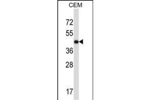 ACTG2 Antibody (C-term) (ABIN657460 and ABIN2846487) western blot analysis in CEM cell line lysates (35 μg/lane).