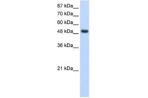 WB Suggested Anti-RBMS1 Antibody Titration:  1. (RBMS1 Antikörper  (Middle Region))