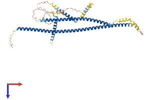 CDR2 Protein (AA 1-454) (His tag)
