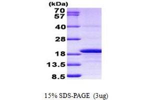 SDS-PAGE (SDS) image for H3 Histone, Family 3A (H3F3A) (AA 1-136) protein (His tag) (ABIN5852959)