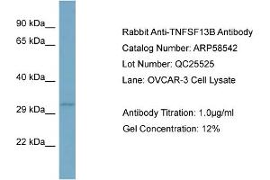 Western Blotting (WB) image for anti-Tumor Necrosis Factor (Ligand) Superfamily, Member 13b (TNFSF13B) (N-Term) antibody (ABIN2787732)