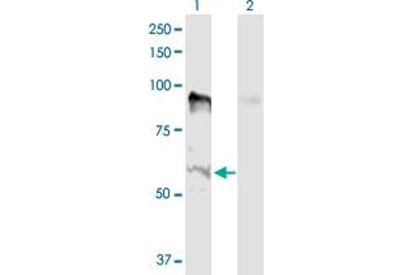 MSL2 Antikörper  (AA 1-577)