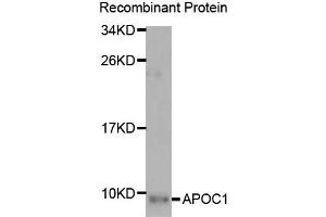 Western Blotting (WB) image for anti-Apolipoprotein C-I (APOC1) antibody (ABIN1876830) (APOC1 Antikörper)