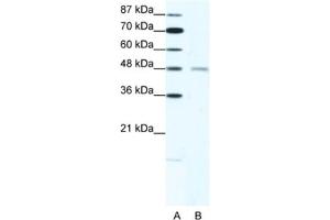 Western Blotting (WB) image for anti-Cholinergic Receptor, Nicotinic, delta (Muscle) (CHRND) antibody (ABIN2463736) (CHRND Antikörper)