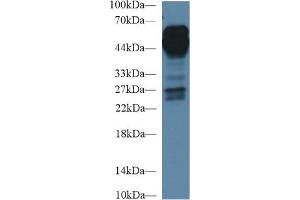 Western Blot; Sample: Human Lung lysate; Primary Ab: 1µg/ml Rabbit Anti-Human AGER Antibody Second Ab: 0. (RAGE Antikörper  (AA 91-274))