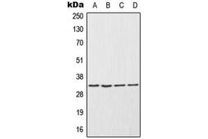 Western blot analysis of ENDOG expression in NCIH292 (A), HepG2 (B), Raw264. (Endonuclease G Antikörper  (Center))
