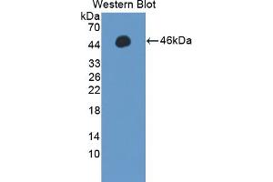 Detection of Recombinant PPM1A, Human using Polyclonal Antibody to Protein Phosphatase, Mg2+/Mn2+ Dependent 1A (PPM1A) (PPM1A Antikörper  (AA 2-382))