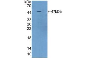 Western blot analysis of recombinant Mouse C9. (C9 Antikörper  (AA 136-512))