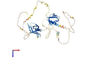 DOK1 Protein (AA 1-482) (His tag)