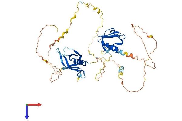 DOK1 Protein (AA 1-482) (His tag)