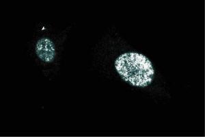 Immunofluorescent staining on BC3H1 cells (PARP1 Antikörper  (AA 22-219))