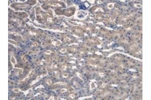 IHC-P analysis of Mouse Kidney Tissue, with DAB staining. (TMEM27 Antikörper  (Leu222))
