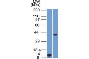 Western Blot Analysis A) Recombinant ARG1 Protein Fragment (B) human Liver lysate Using ARG1 Mouse Monoclonal Antibody (ARG1/1125). (Liver Arginase Antikörper  (AA 11-97))