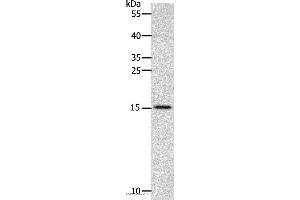 Western blot analysis of Human fetal brain tissue, using CST3 Polyclonal Antibody at dilution of 1:2400 (CST3 Antikörper)