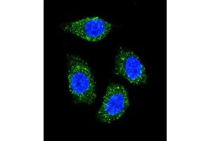 Confocal immunofluorescent analysis of TNFSF15 Antibody (Center) (ABIN655822 and ABIN2845246) with Hela cell followed by Alexa Fluor® 489-conjugated goat anti-rabbit lgG (green).