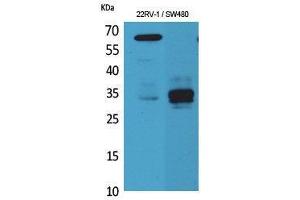Western Blotting (WB) image for anti-Surfactant Protein A1 (SFTPA1) (Internal Region) antibody (ABIN3178222) (Surfactant Protein A1 Antikörper  (Internal Region))