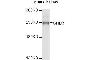 Western blot analysis of extracts of mouse kidney, using CHD3 Antibody. (CHD3 Antikörper)