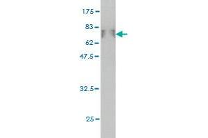 Western Blot detection against Immunogen (71.