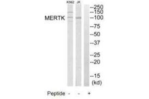 Western blot analysis of extracts from K562 cells and Jurkat cells, using MERTK antibody. (MERTK Antikörper  (N-Term))