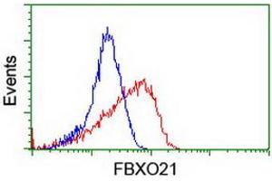 Image no. 3 for anti-F-Box Protein 21 (FBXO21) antibody (ABIN1498232) (FBXO21 Antikörper)