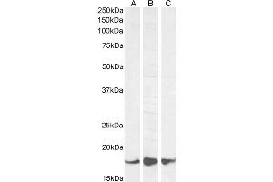 Western Blotting (WB) image for anti-Ionized Calcium-binding Adapter Molecule 1 (IBA1) (C-Term) antibody (ABIN184738)
