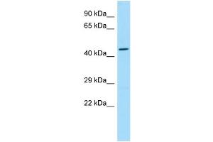 WB Suggested Anti-SLC35G2 Antibody Titration: 1. (SLC35G2 Antikörper  (C-Term))