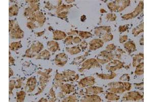 Immunohistochemical staining of human normal stomach tissue section with GKN1 monoclonal antibody, clone 26  at 1:100 dilution. (Gastrokine 1 Antikörper  (AA 91-199))
