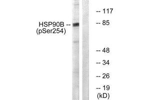 Western Blotting (WB) image for anti-Heat Shock Protein 90kDa alpha (Cytosolic), Class B Member 1 (HSP90AB1) (pSer254) antibody (ABIN1847211) (HSP90AB1 Antikörper  (pSer254))