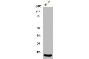 Western Blot analysis of HT29 cells using INSL4 Polyclonal Antibody (INSL4 Antikörper  (Internal Region))