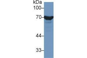 Detection of HSPA1L in Rat Testis lysate using Polyclonal Antibody to Heat Shock 70 kDa Protein 1 Like Protein (HSPA1L) (HSPA1L Antikörper  (AA 1-641))