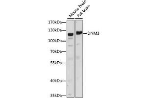 Western blot analysis of extracts of various cell lines, using DNM3 antibody (ABIN6290322) at 1:1000 dilution. (Dynamin 3 Antikörper)