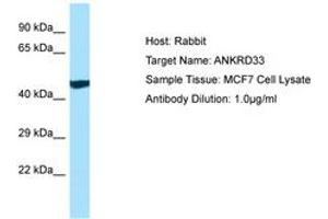 Image no. 1 for anti-Ankyrin Repeat Domain 33 (ANKRD33) (AA 368-417) antibody (ABIN6750151) (ANKRD33 Antikörper  (AA 368-417))