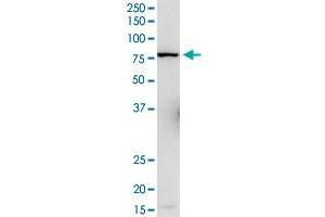 L3MBTL4 MaxPab rabbit polyclonal antibody. (L3MBTL4 Antikörper  (AA 1-534))