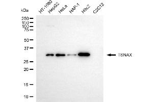 Western blotting analysis using TSNAX antibody (ABIN7800611). (TSNAX Antikörper)
