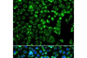 Immunofluorescence analysis of A549 cells using ZAK Polyclonal Antibody (ZAK Antikörper)
