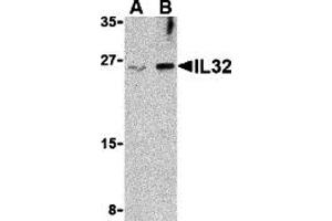 Western Blotting (WB) image for anti-Interleukin 32 (IL32) (Middle Region) antibody (ABIN1030958) (IL32 Antikörper  (Middle Region))